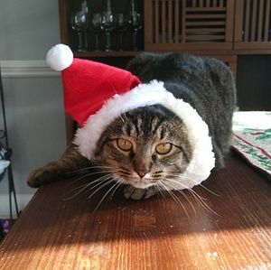 Meet your Posher, Evelyn